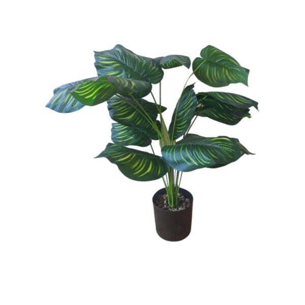 Plant in Pot Green and Yellow Stripe Leaves