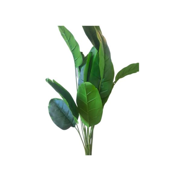 Tropical Plant Without Pot 60cm-H
