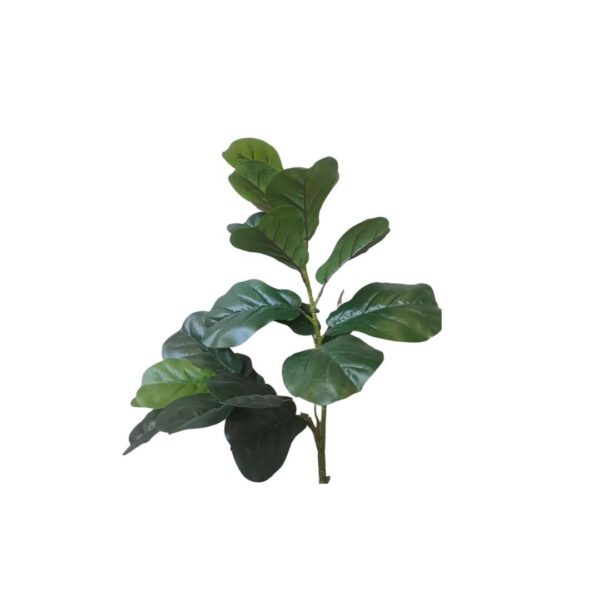 Ficus Plant Without Pot 60cm-H