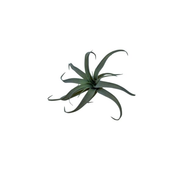 Air Plant 35cm x 33cm